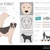 k-tobet